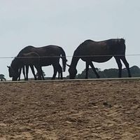 horsey_vids1