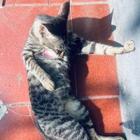 original sound - Nw4th445