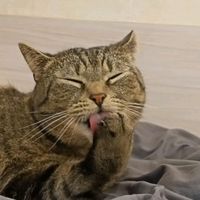 оригинальный звук