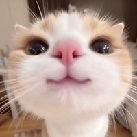 theclipsehao