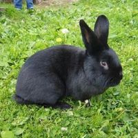 original sound - ទន្សាយ ខ្មៅ