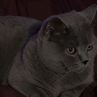 nongluk.sapaow