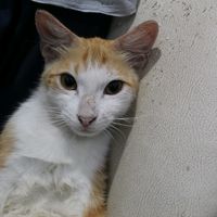 suara asli - sihab aap