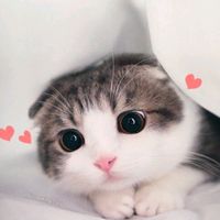 nhạc nền - 💫🏁 Ngọc Nhãn🚩💫