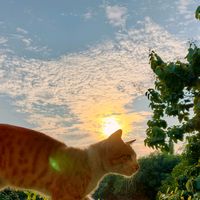 suara asli - ✮