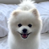 kpupstar