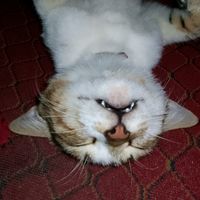 shutyourbitxhazzup