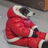 bigtanggas