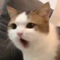 ali_.744