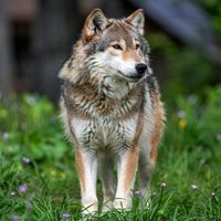 lobo04072