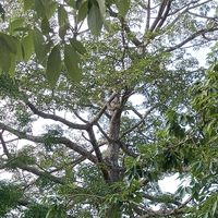 rojinatmg_1