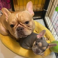 original sound - ដុំ ប័រ 🐶