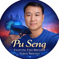 pu.seng.78