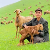 ansar.pasha82