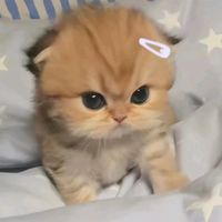 suara asli - pinaa