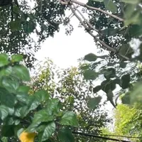 original sound - sooner134