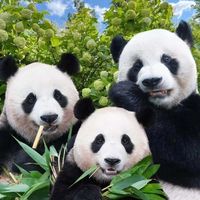 原声 - パンダ#熊猫#panda