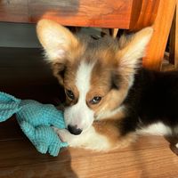 mavi_corgi