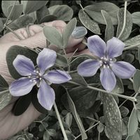 เสียงต้นฉบับ - 💜💛 รัก👸🏻ทั้งใจ 💛💜