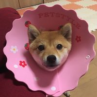 nana_iyaiya