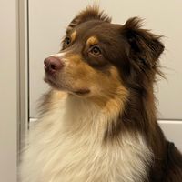 sun_aussie.dog