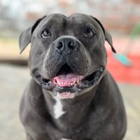 bullyboyloono