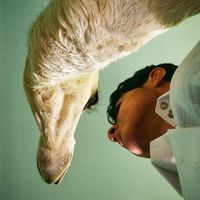 الصوت الأصلي