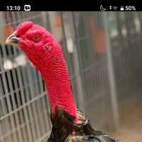 nhạc nền - GÀ CHỌI CHIẾN THẦN 🐓🏆