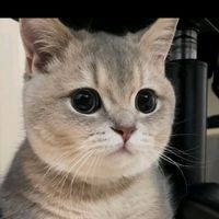 daebakcat