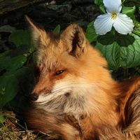 .spiritfox