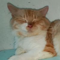 chonke_cat