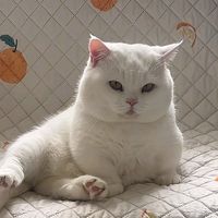 steven_catfilm