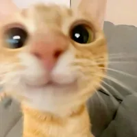 original sound - anacarol.amp