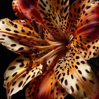 original sound - shangjingshang