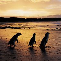phillipislandaustralia