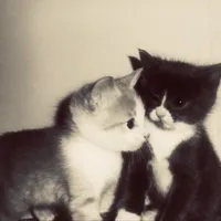 original sound - capcut_t3