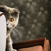 оригинальный звук