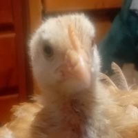 pollito_el_mas_capito