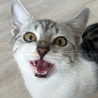 namphttrp
