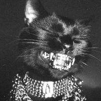 franco_cat