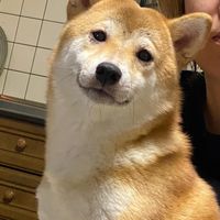 オリジナル楽曲 - 柴犬きなこ&こはる