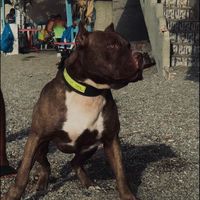 american_pitbull_terrie