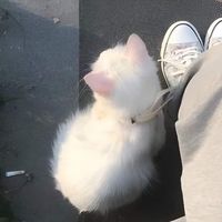 meowmxbel