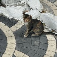 thefatyy1