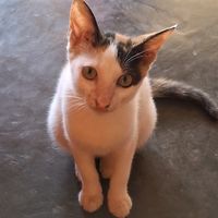 suara asli - ana sop spoken