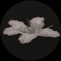 オリジナル楽曲 - ウカ