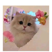 pino_491