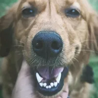 original sound - ariel_retriever