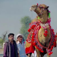 adnanbadal28