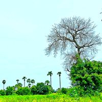 original sound - Lo Thone kaung Lay🧑‍🦱🧑‍🦱